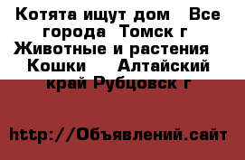 Котята ищут дом - Все города, Томск г. Животные и растения » Кошки   . Алтайский край,Рубцовск г.